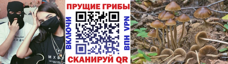 Псилоцибиновые грибы Psilocybe Ачинск